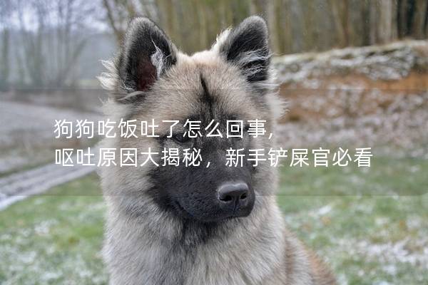 狗狗吃飯吐了怎么回事, 嘔吐原因大揭秘，新手鏟屎官必看