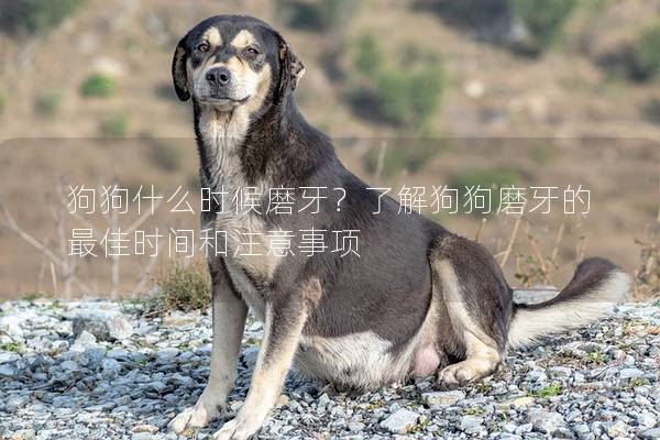 狗狗什么時候磨牙?了解狗狗磨牙的最佳時間和注意事項 狗狗什么時候磨牙?了解狗狗磨牙的最佳時間和注意事項