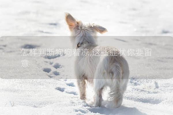 怎樣判斷狗狗著涼,這些癥狀你要留意