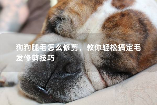 狗狗腿毛怎么修剪，教你輕松搞定毛發修剪技巧