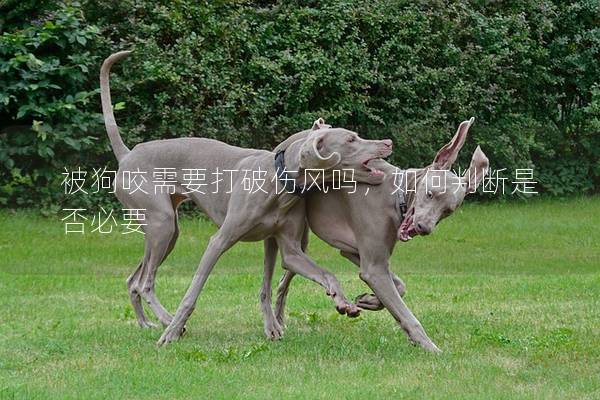 被狗咬需要打破傷風嗎,如何判斷是否必要 被狗咬需要打破傷風嗎,如何判斷是否必要