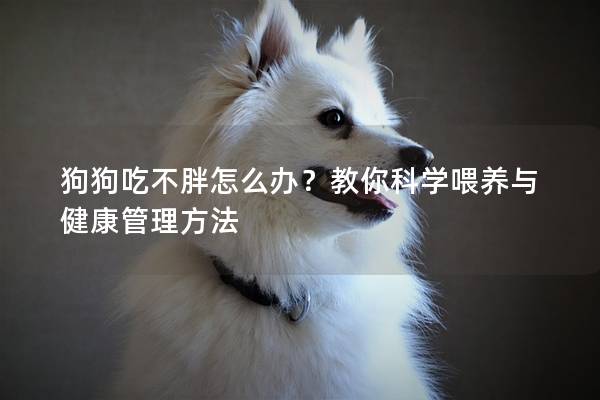 狗狗吃不胖怎么辦？教你科學喂養與健康管理方法