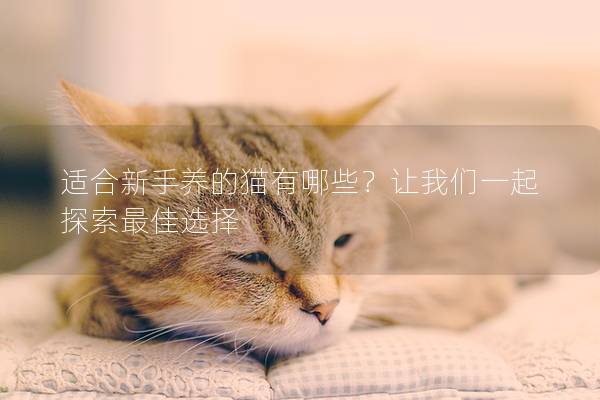 適合新手養的貓有哪些？讓我們一起探索最佳選擇