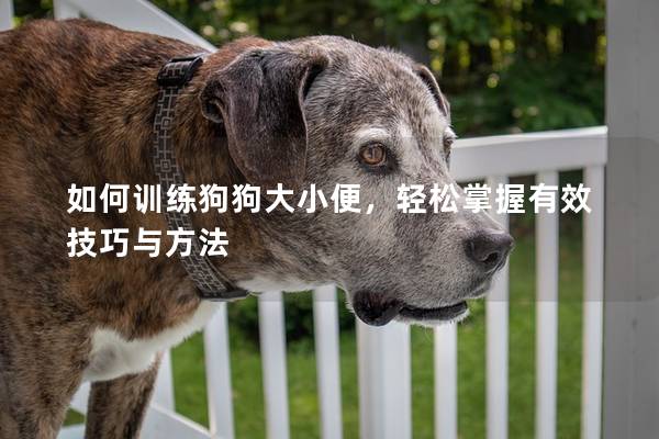 如何訓(xùn)練狗狗大小便，輕松掌握有效技巧與方法