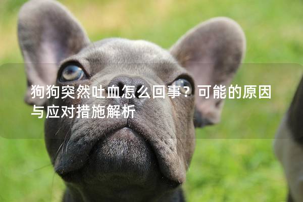 狗狗突然吐血怎么回事?可能的原因與應對措施解析 狗狗突然吐血怎么回事?可能的原因與應對措施解析
