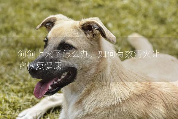 狗狗上火了怎么辦，如何有效清火讓它恢復健康