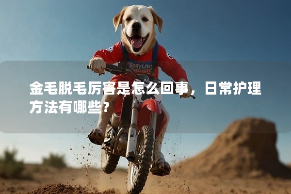 金毛脫毛厲害是怎么回事,日常護理方法有哪些? 金毛脫毛厲害是怎么回事,日常護理方法有哪些?
