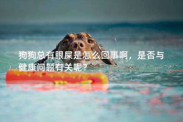 狗狗總有眼屎是怎么回事啊，是否與健康問題有關(guān)呢？