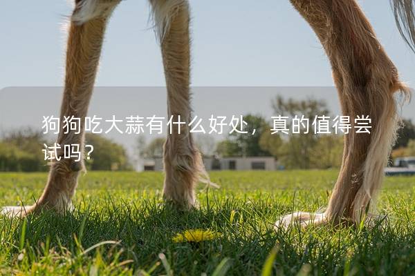 狗狗吃大蒜有什么好處，真的值得嘗試嗎？