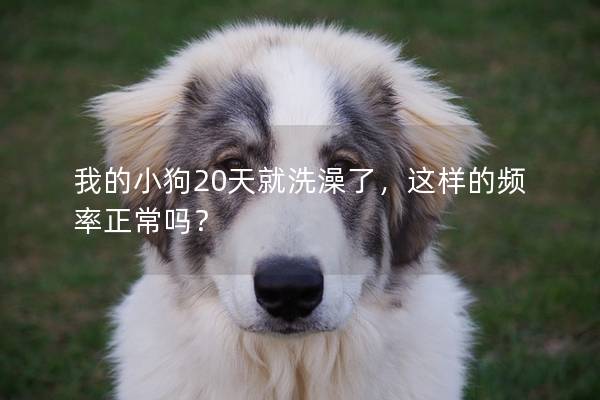 我的小狗20天就洗澡了,這樣的頻率正常嗎? 我的小狗20天就洗澡了,這樣的頻率正常嗎?