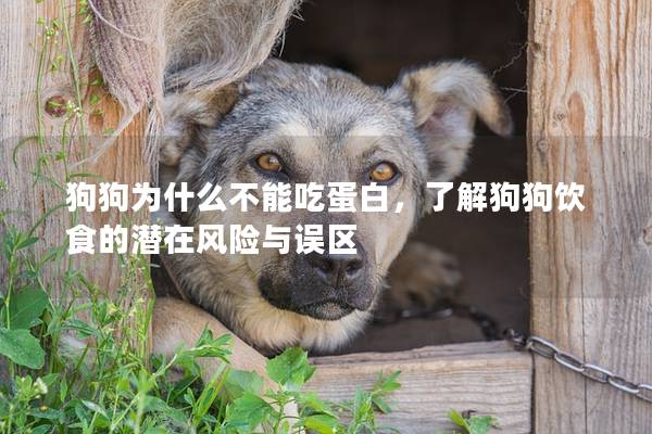 狗狗為什么不能吃蛋白，了解狗狗飲食的潛在風險與誤區