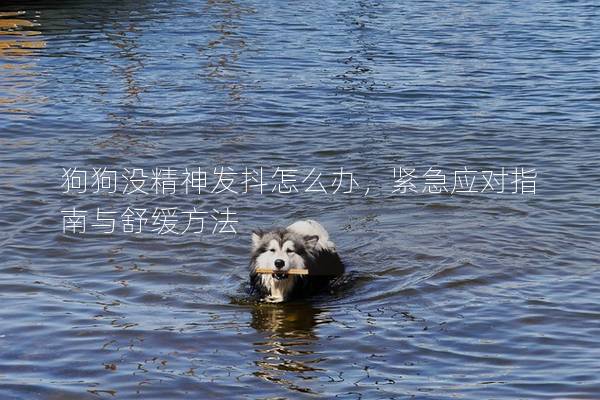 狗狗沒精神發(fā)抖怎么辦,緊急應(yīng)對(duì)指南與舒緩方法 狗狗沒精神發(fā)抖怎么辦,緊急應(yīng)對(duì)指南與舒緩方法