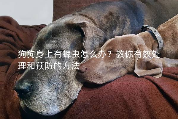 狗狗身上有蜱蟲怎么辦？教你有效處理和預(yù)防的方法