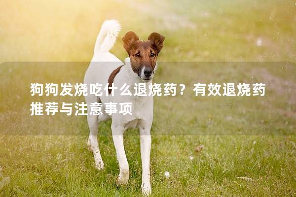 狗狗發燒吃什么退燒藥？有效退燒藥推薦與注意事項