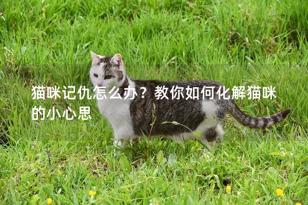 貓咪記仇怎么辦?教你如何化解貓咪的小心思 貓咪記仇怎么辦?教你如何化解貓咪的小心思