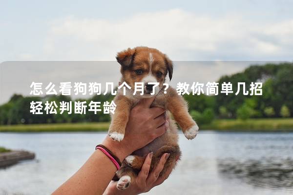 怎么看狗狗幾個月了？教你簡單幾招輕松判斷年齡