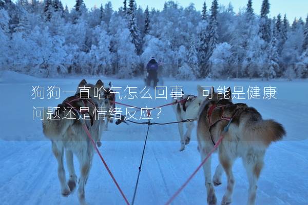 狗狗一直哈氣怎么回事，可能是健康問題還是情緒反應？