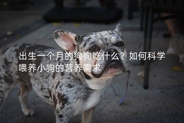 出生一個(gè)月的狗狗吃什么？如何科學(xué)喂養(yǎng)小狗的營(yíng)養(yǎng)需求