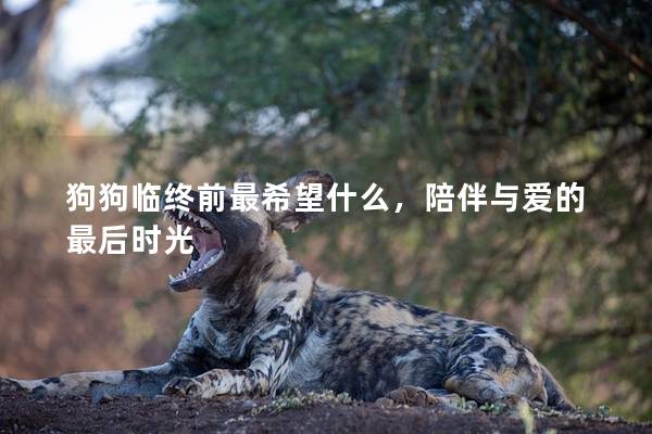狗狗臨終前最希望什么,陪伴與愛的最后時光 狗狗臨終前最希望什么,陪伴與愛的最后時光
