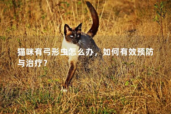 貓咪有弓形蟲怎么辦，如何有效預防與治療？