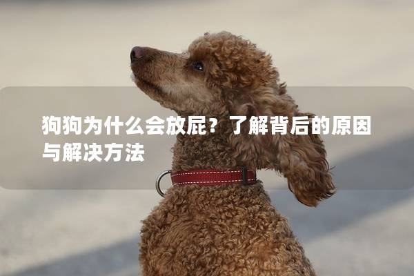 狗狗為什么會放屁？了解背后的原因與解決方法