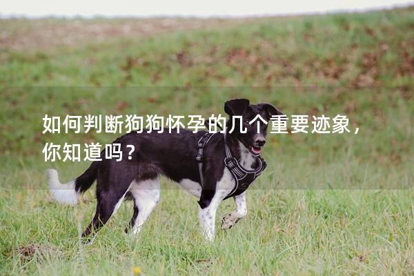 如何判斷狗狗懷孕的幾個重要跡象,你知道嗎?