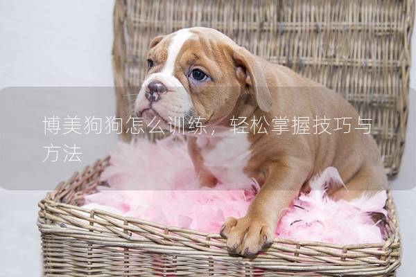 博美狗狗怎么訓練，輕松掌握技巧與方法