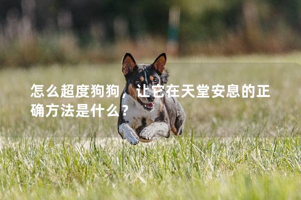怎么超度狗狗，讓它在天堂安息的正確方法是什么？