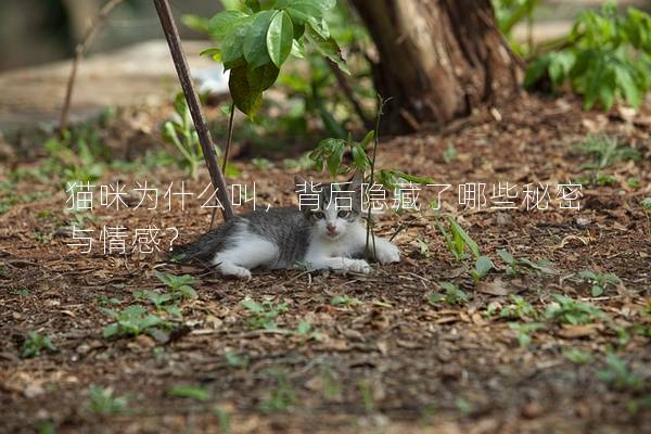 貓咪為什么叫,背后隱藏了哪些秘密與情感? 貓咪為什么叫,背后隱藏了哪些秘密與情感?