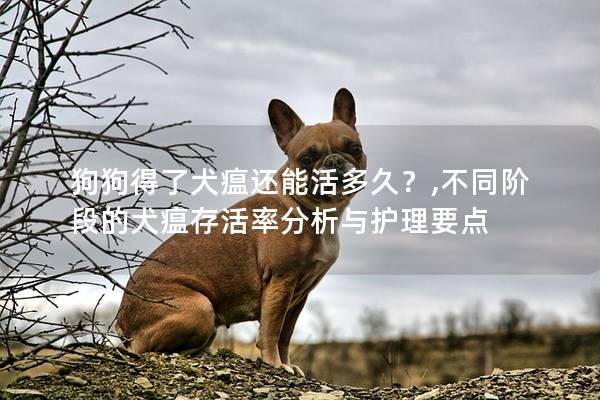 狗狗得了犬瘟還能活多久？,不同階段的犬瘟存活率分析與護(hù)理要點(diǎn)