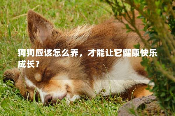 狗狗應(yīng)該怎么養(yǎng)，才能讓它健康快樂(lè)成長(zhǎng)？