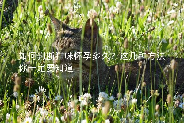 如何判斷貓咪懷孕多久?這幾種方法你一定要知道 如何判斷貓咪懷孕多久?這幾種方法你一定要知道