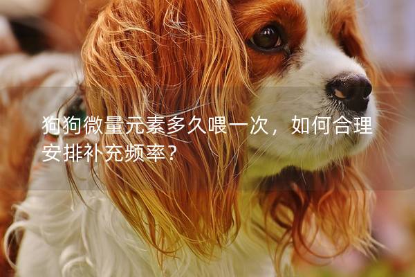 狗狗微量元素多久喂一次，如何合理安排補充頻率？
