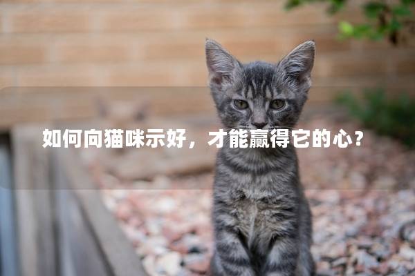 如何向貓咪示好，才能贏得它的心？