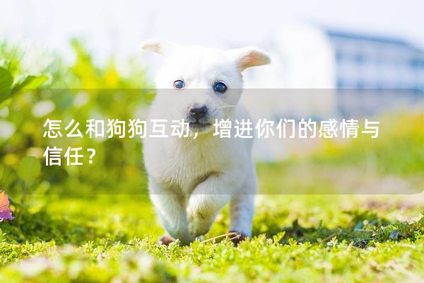 怎么和狗狗互動，增進你們的感情與信任？