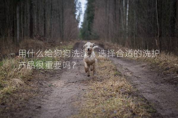 用什么給狗狗洗澡，選擇合適的洗護產品很重要嗎？
