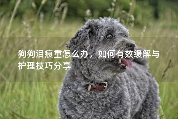 狗狗淚痕重怎么辦，如何有效緩解與護理技巧分享