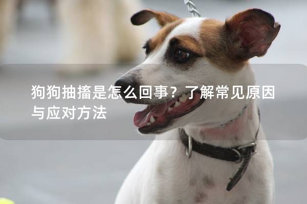 狗狗抽搐是怎么回事？了解常見原因與應(yīng)對方法