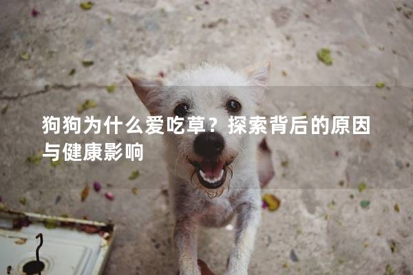 狗狗為什么愛吃草？探索背后的原因與健康影響