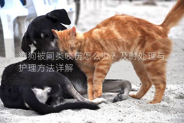 狗狗被同類咬傷怎么辦？及時處理與護理方法詳解
