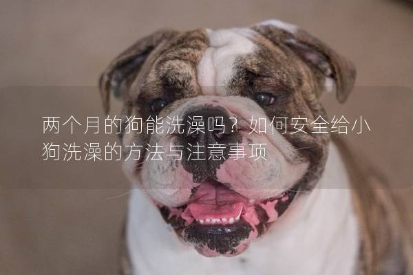 兩個(gè)月的狗能洗澡嗎？如何安全給小狗洗澡的方法與注意事項(xiàng)