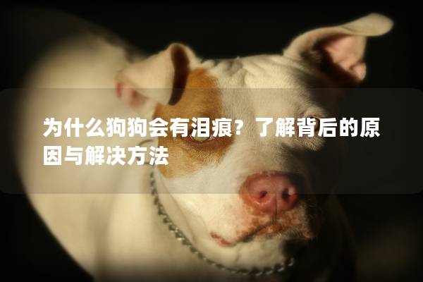 為什么狗狗會有淚痕？了解背后的原因與解決方法