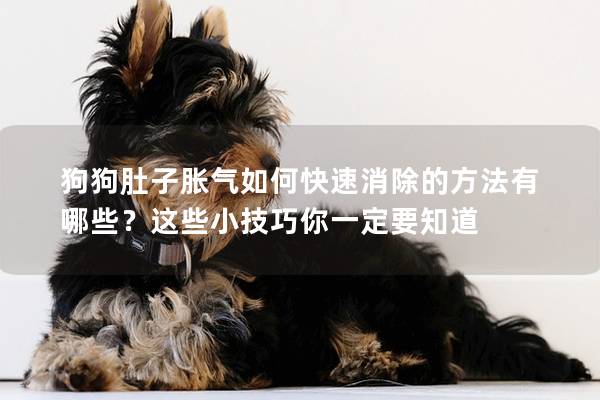 狗狗肚子脹氣如何快速消除的方法有哪些？這些小技巧你一定要知道