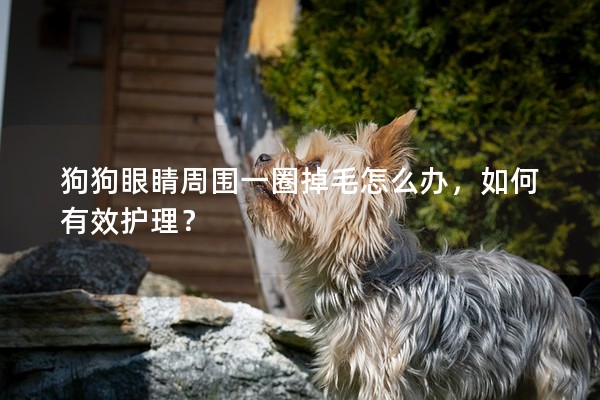 狗狗眼睛周圍一圈掉毛怎么辦,如何有效護理? 狗狗眼睛周圍一圈掉毛怎么辦,如何有效護理?