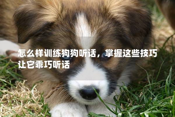 怎么樣訓練狗狗聽話，掌握這些技巧讓它乖巧聽話