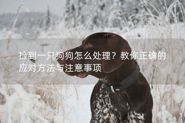 撿到一只狗狗怎么處理？教你正確的應對方法與注意事項