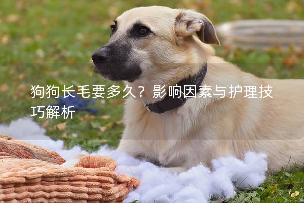 狗狗長毛要多久？影響因素與護理技巧解析