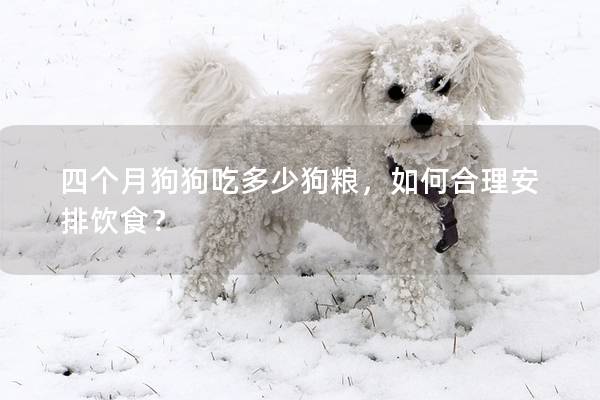 四個月狗狗吃多少狗糧，如何合理安排飲食？