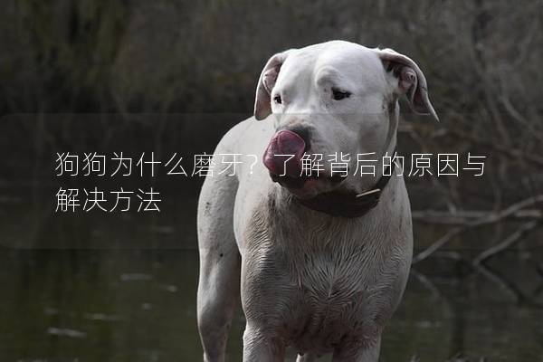 狗狗為什么磨牙?了解背后的原因與解決方法 狗狗為什么磨牙?了解背后的原因與解決方法