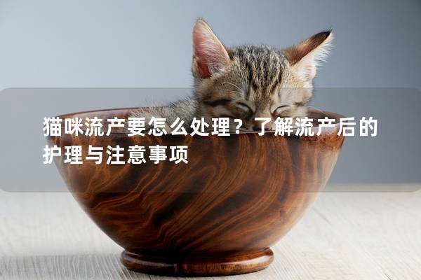 貓咪流產(chǎn)要怎么處理？了解流產(chǎn)后的護理與注意事項